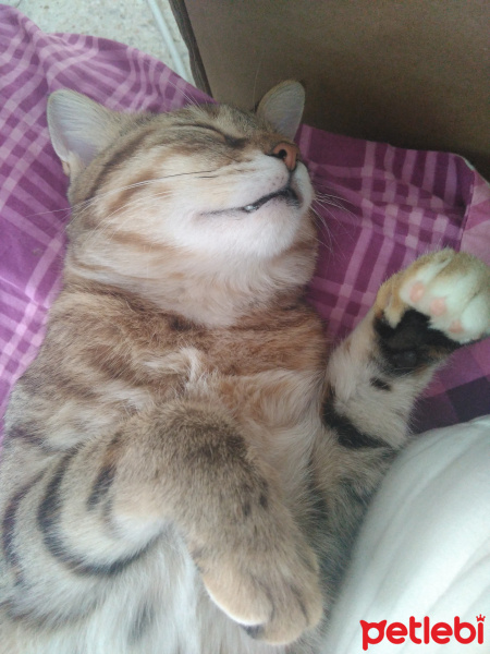 Tekir Kedi, Kedi  Kahve fotoğrafı