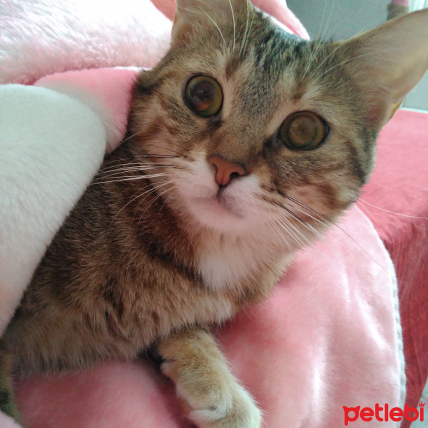 Tekir Kedi, Kedi  Kahve fotoğrafı