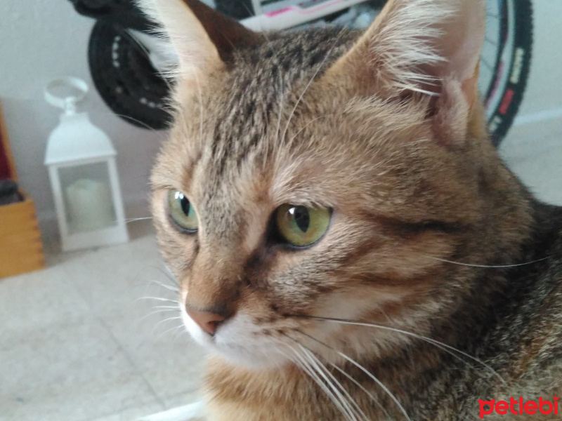 Tekir Kedi, Kedi  Kahve fotoğrafı