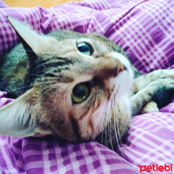 Tekir Kedi, Kedi  Kahve fotoğrafı