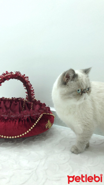 İran Kedisi (Persian), Kedi  Telve fotoğrafı