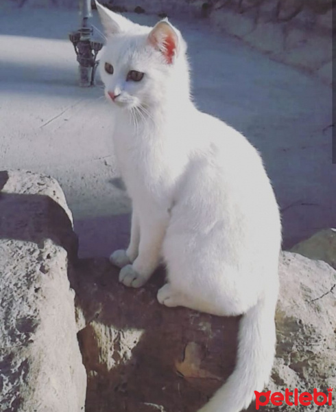 Van Kedisi, Kedi  Pişo fotoğrafı