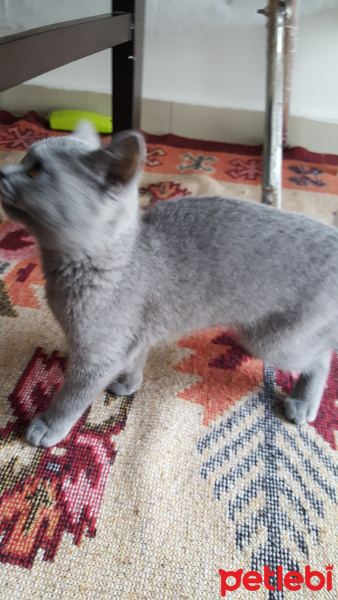 British Shorthair, Kedi  Zeus fotoğrafı