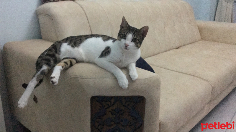 Tekir Kedi, Kedi  Arthur fotoğrafı