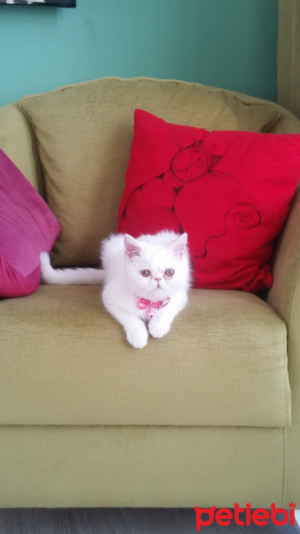Exotic Shorthair, Kedi  betsy fotoğrafı