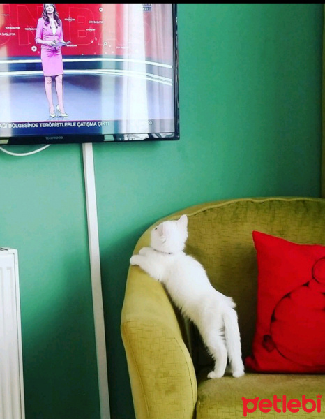 Exotic Shorthair, Kedi  betsy fotoğrafı