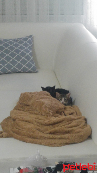Bombay, Kedi  Mars fotoğrafı