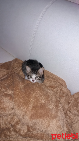 Bombay, Kedi  Mars fotoğrafı