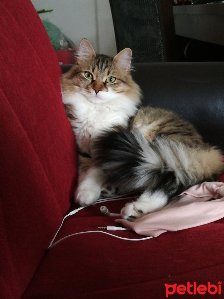 Tekir Kedi, Kedi  Ponçik fotoğrafı