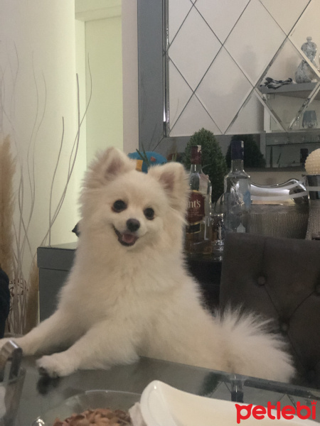 Pomeranyalı, Köpek  Casper boby fotoğrafı