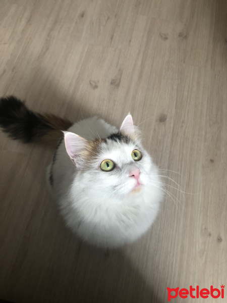 Tekir Kedi, Kedi  Miya fotoğrafı