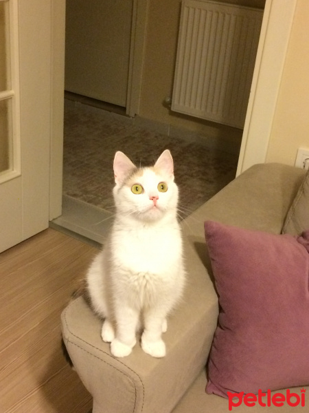 Tekir Kedi, Kedi  Prenses fotoğrafı