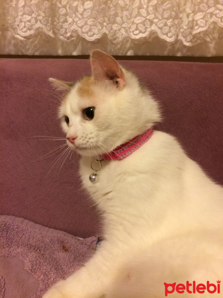 Tekir Kedi, Kedi  Prenses fotoğrafı