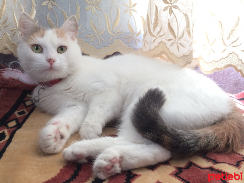 Tekir Kedi, Kedi  Prenses fotoğrafı