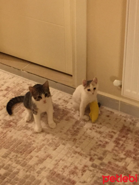 Tekir Kedi, Kedi  Prenses fotoğrafı