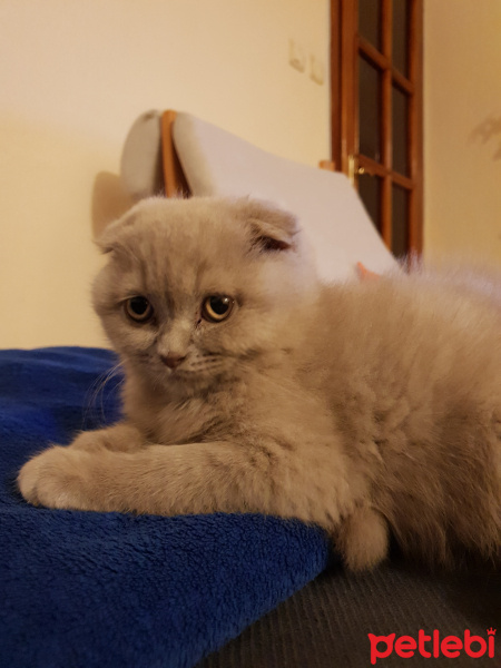 Scottish Fold, Kedi  Keşkül fotoğrafı