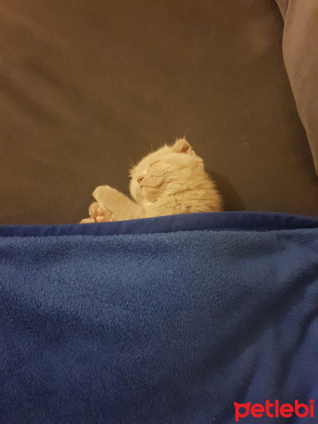 Scottish Fold, Kedi  Keşkül fotoğrafı