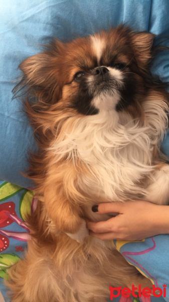 Pekingese, Köpek  Pekmez fotoğrafı