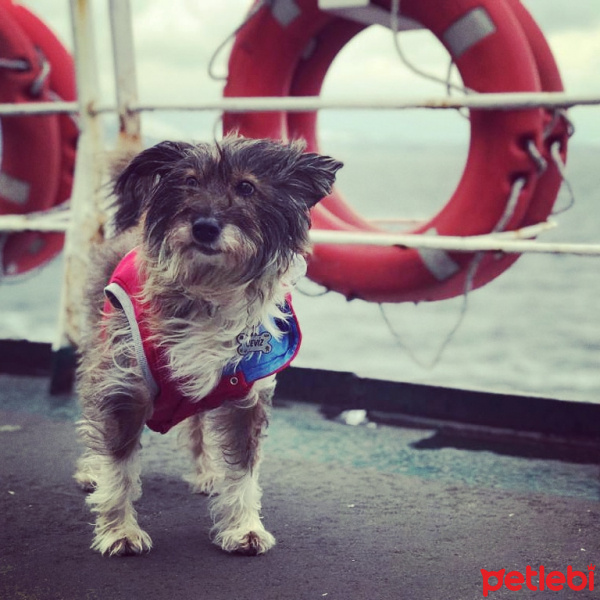 Sokö (Sokak Köpeği), Köpek  Ceviz fotoğrafı