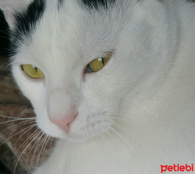 Tekir Kedi, Kedi  Şans fotoğrafı