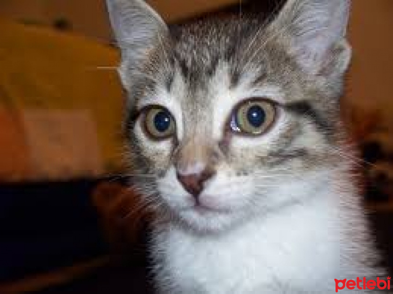 Abyssinian, Kedi  Patik fotoğrafı