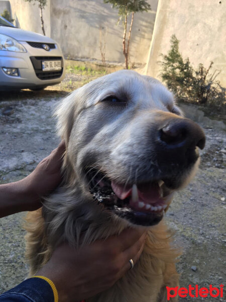 Golden Retriever, Köpek  Parker fotoğrafı