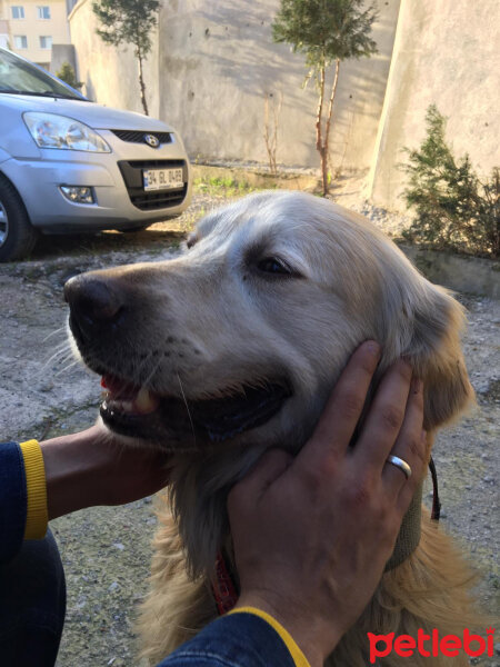 Golden Retriever, Köpek  Parker fotoğrafı