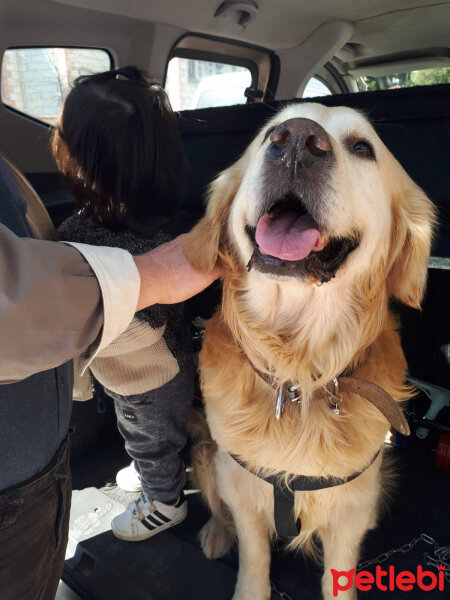 Golden Retriever, Köpek  Parker fotoğrafı