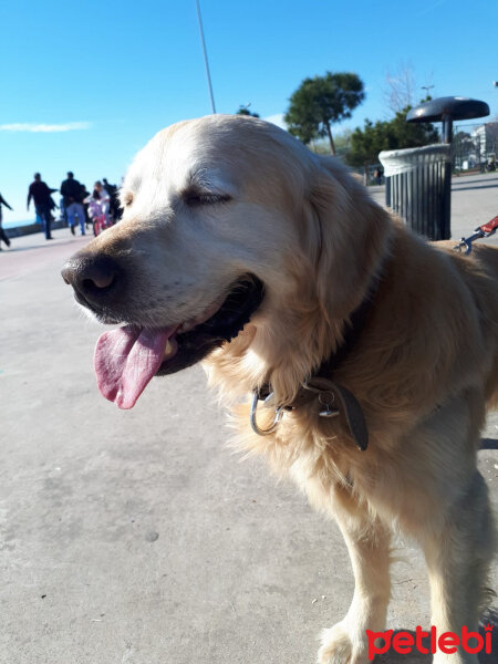 Golden Retriever, Köpek  Parker fotoğrafı