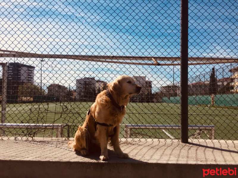 Golden Retriever, Köpek  Parker fotoğrafı