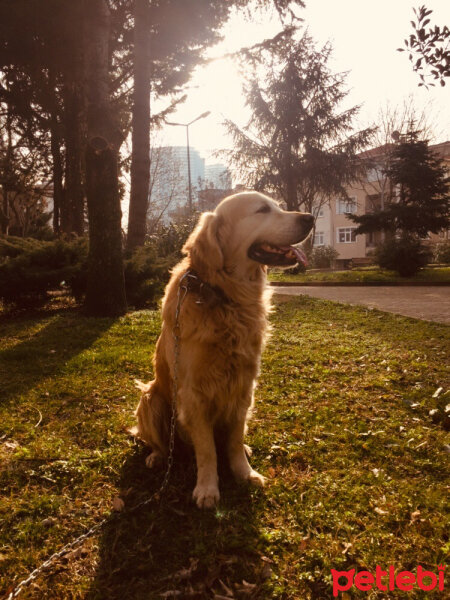 Golden Retriever, Köpek  Parker fotoğrafı