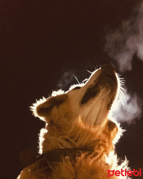 Golden Retriever, Köpek  Parker fotoğrafı