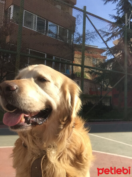 Golden Retriever, Köpek  Parker fotoğrafı