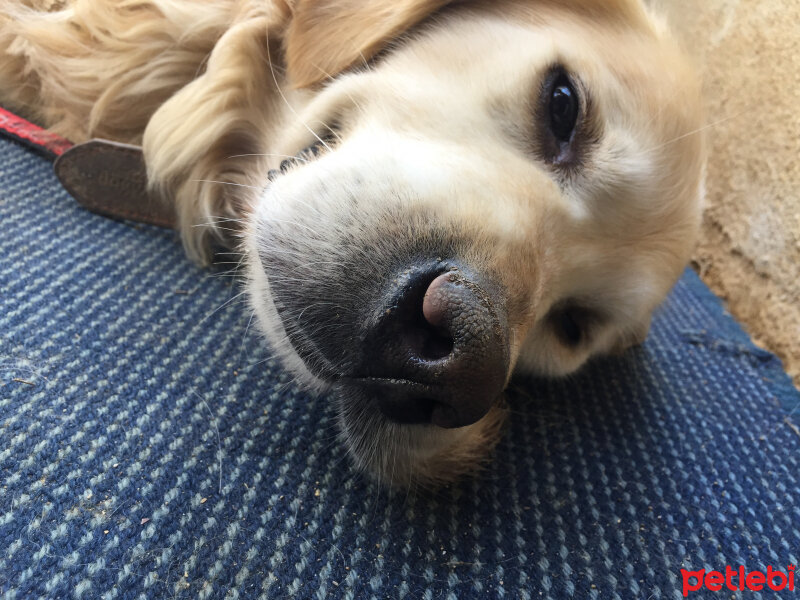 Golden Retriever, Köpek  Parker fotoğrafı