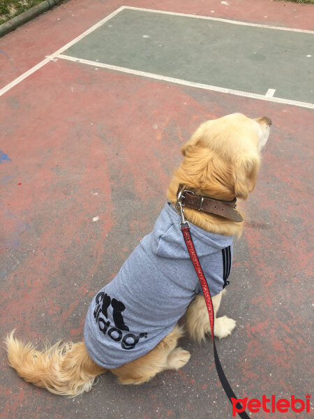 Golden Retriever, Köpek  Parker fotoğrafı