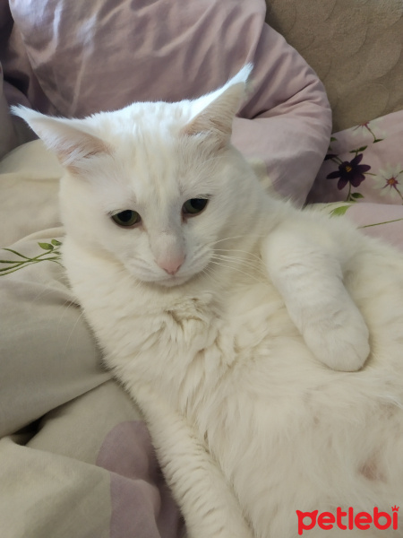 Ankara Kedisi, Kedi  Maya fotoğrafı