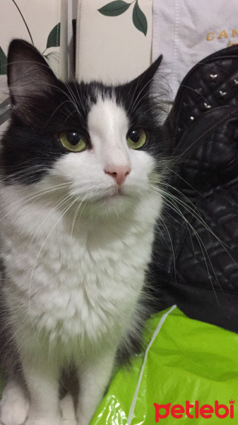 Tekir Kedi, Kedi  CONİ fotoğrafı