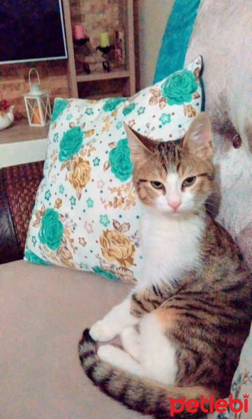 Tekir Kedi, Kedi  Çakıl fotoğrafı