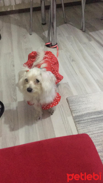 Maltese, Köpek  Cookie fotoğrafı