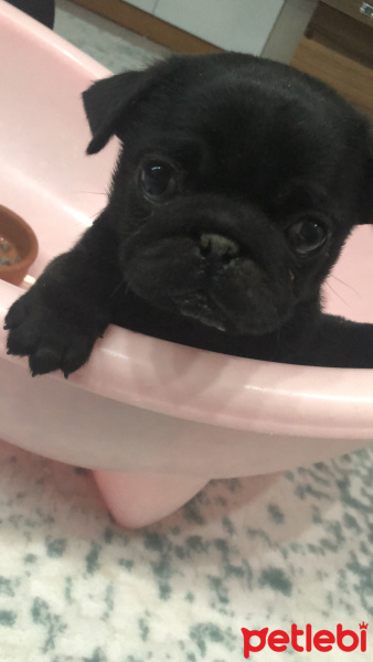 Pug, Köpek  Viski fotoğrafı