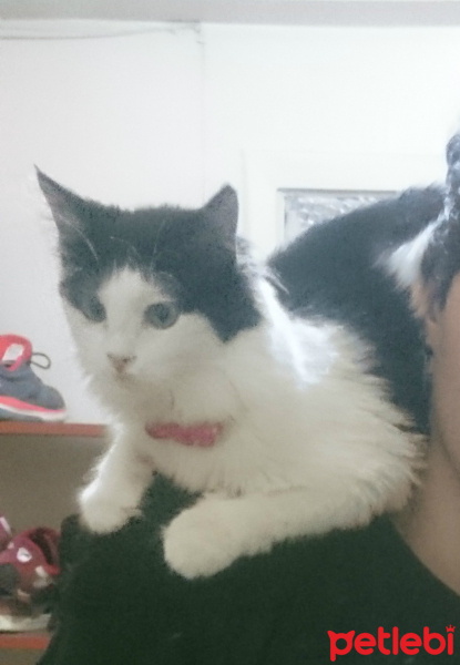 Tuxedo (Smokin) Kedi, Kedi  Arya fotoğrafı