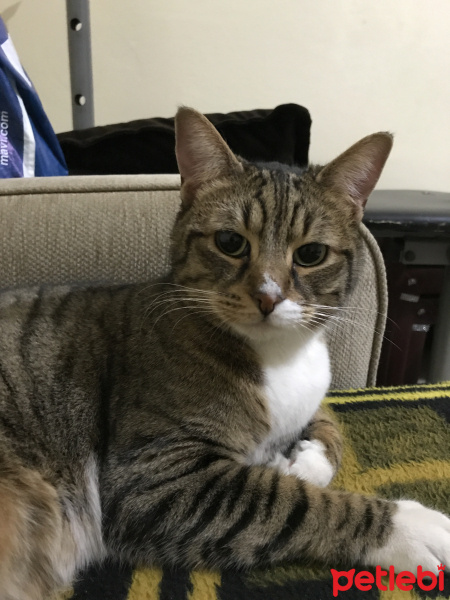 Tekir Kedi, Kedi  Ferit fotoğrafı