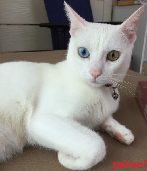Van Kedisi, Kedi  Lokum fotoğrafı