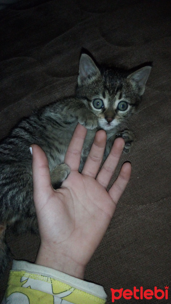 Tekir Kedi, Kedi  Zeus fotoğrafı