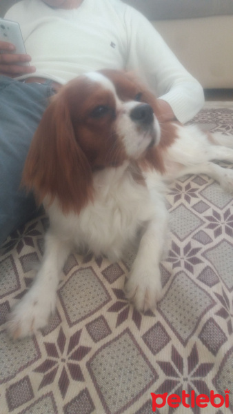 Cavalier King Charles Spanieli, Köpek  Aşk fotoğrafı