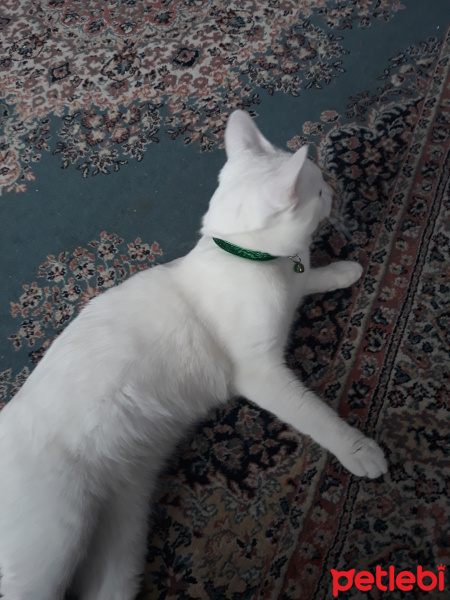 Van Kedisi, Kedi  Casper fotoğrafı