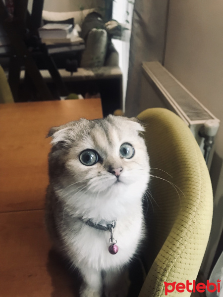 Scottish Fold, Kedi  Ondine fotoğrafı