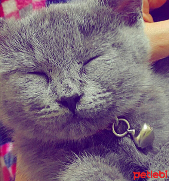 British Shorthair, Kedi  ponçik fotoğrafı