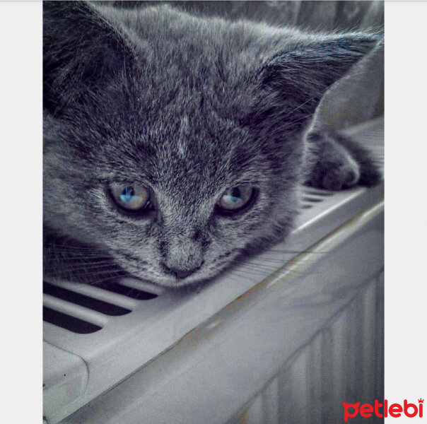 British Shorthair, Kedi  ponçik fotoğrafı