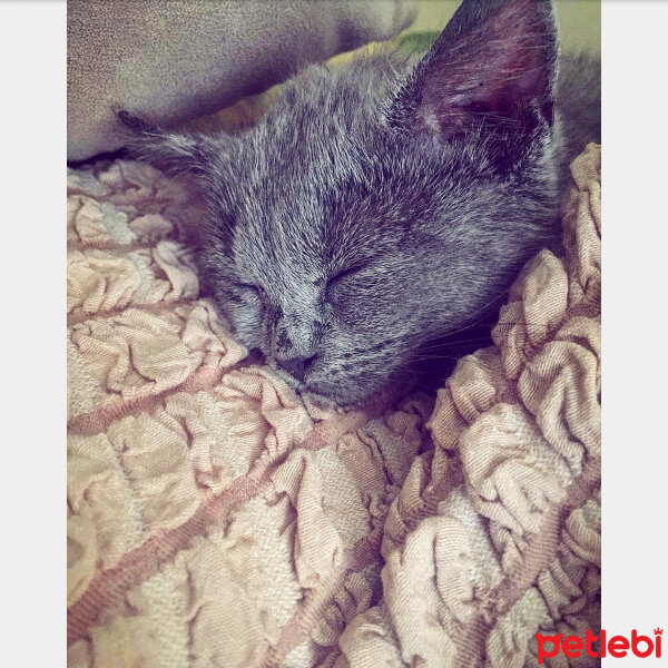 British Shorthair, Kedi  ponçik fotoğrafı